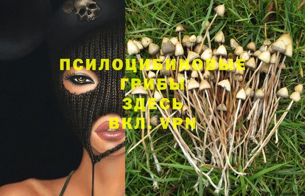 шишки Корсаков